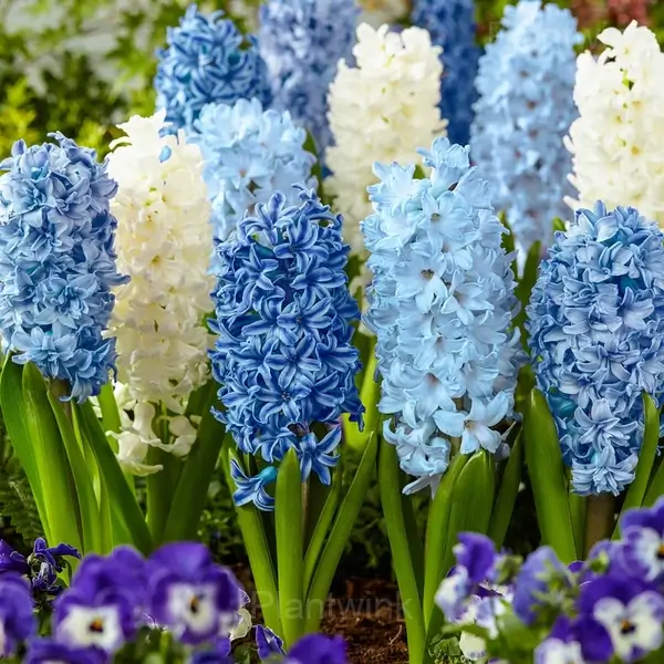 Hyacinth Bulbs - View 6