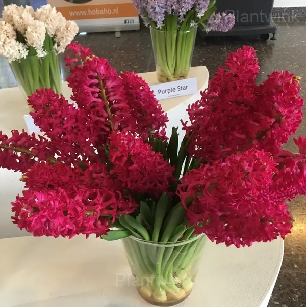 Hyacinth Bulbs - View 5