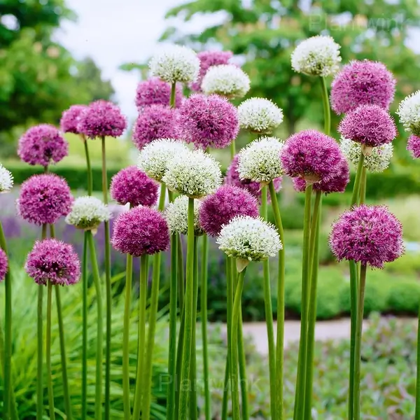 Allium Bulbs - View 4