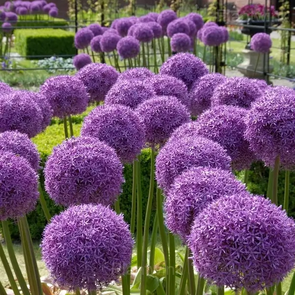 Allium Bulbs - View 5