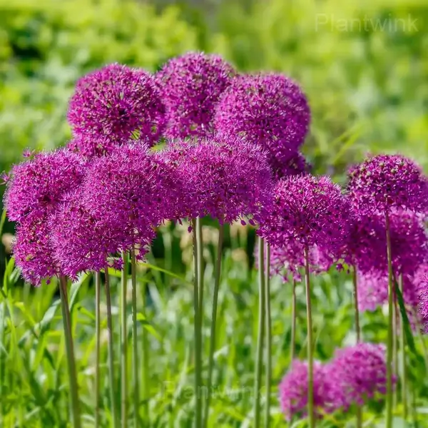 Allium Bulbs - View 3