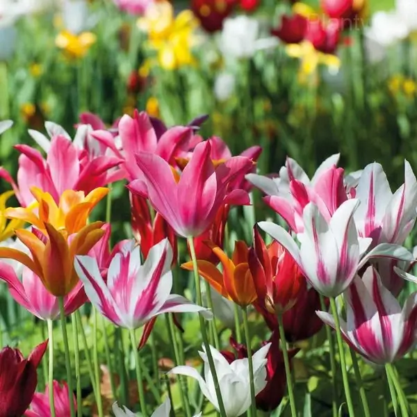 Lily Flowering Mix Bulbs - View 5