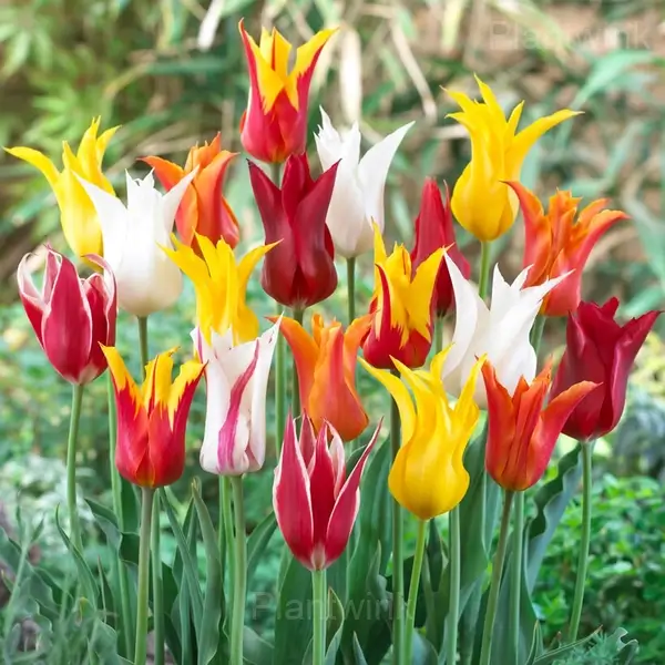 Lily Flowering Mix Bulbs - Main