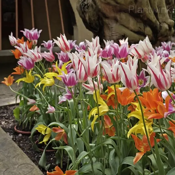 Lily Flowering Mix Bulbs - View 3