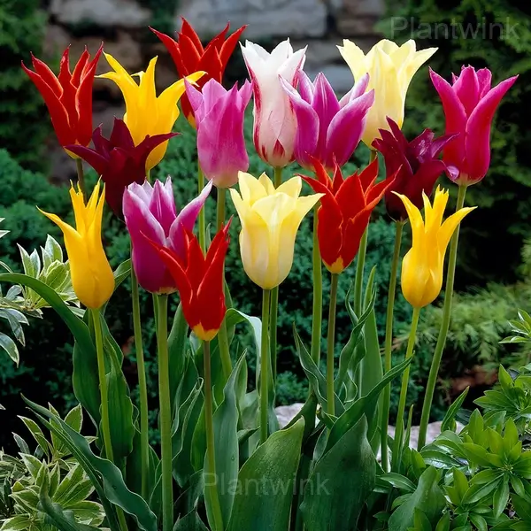 Lily Flowering Mix Bulbs - View 4
