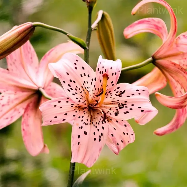 Lilium Double Tiger Bulbs - View 6