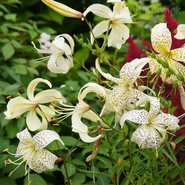 Lilium Double Tiger Bulbs - View 5