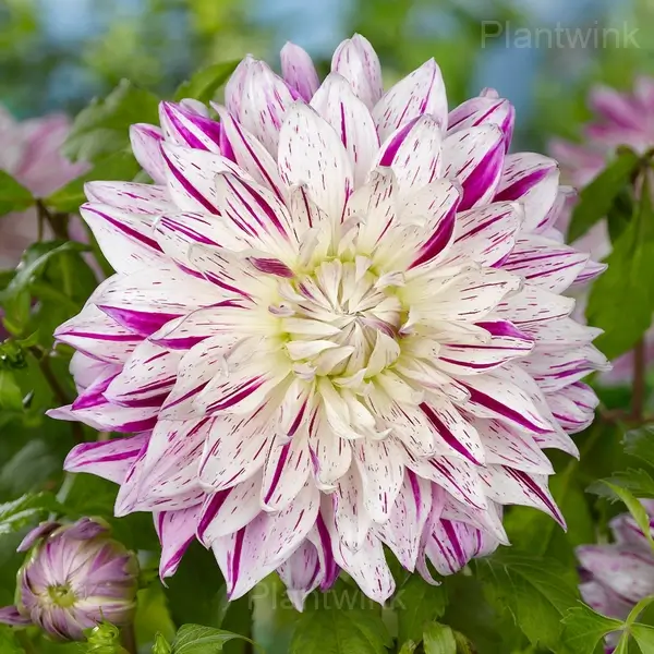 Dahlia Bulbs - View 7