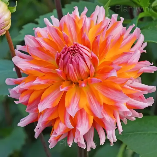Dahlia Bulbs - View 8