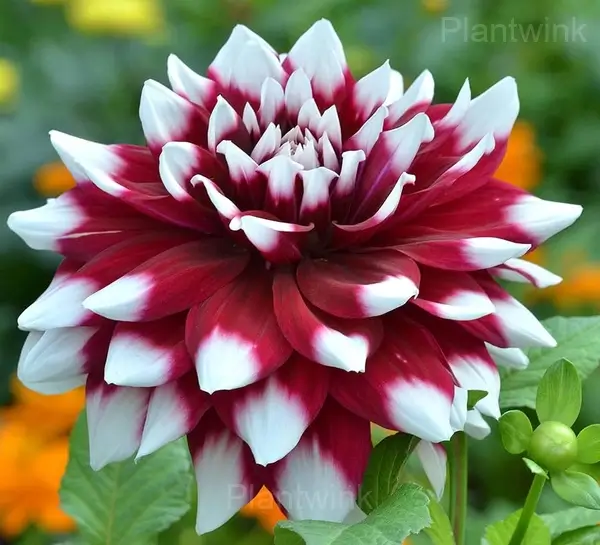 Dahlia Bulbs - View 9