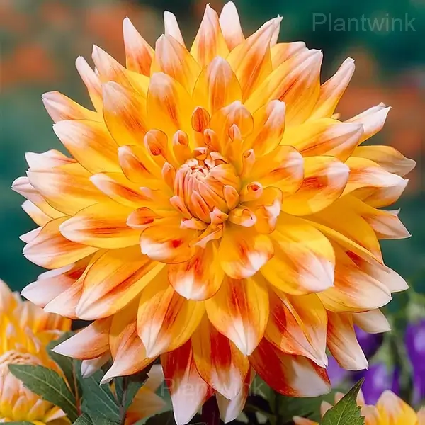 Dahlia Bulbs - Alt