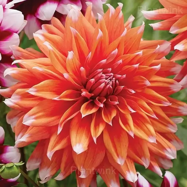Dahlia Bulbs - View 3