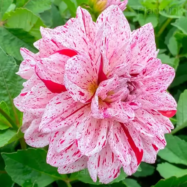 Dahlia Bulbs - View 4