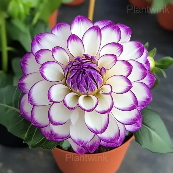 Dahlia Bulbs - View 5