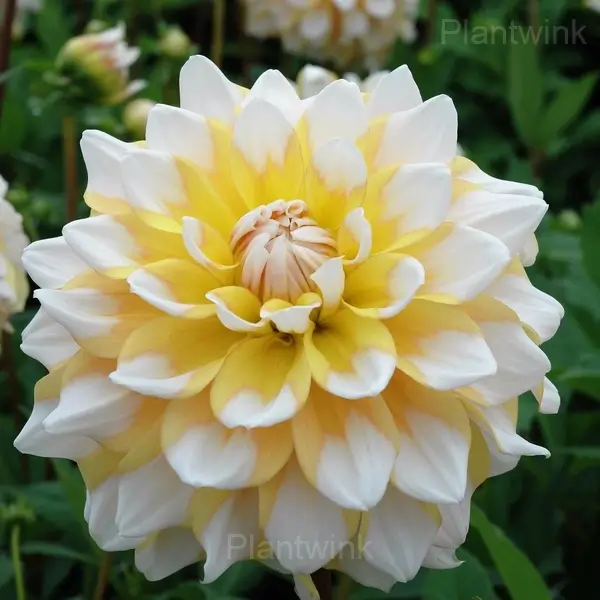 Dahlia Bulbs - View 6