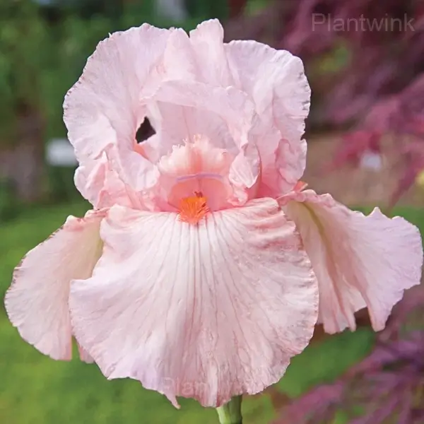 Iris Bulbs - View 5