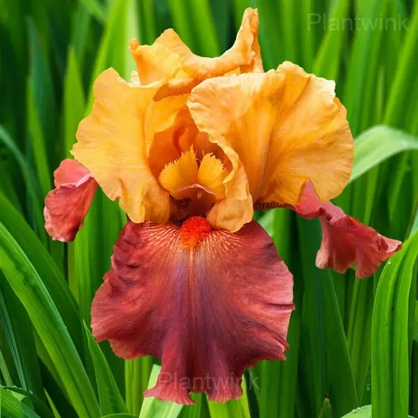 Iris Bulbs - View 3