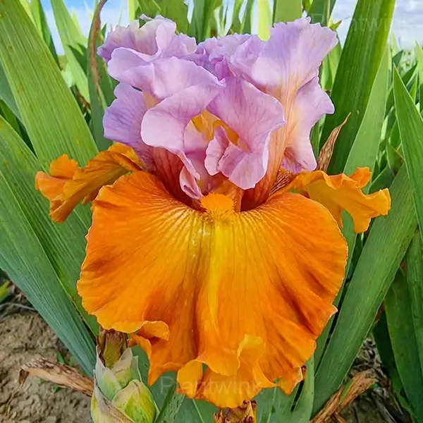 Iris Bulbs - View 4