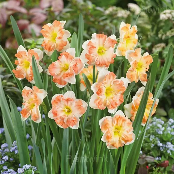Daffodil Bulbs - View 4