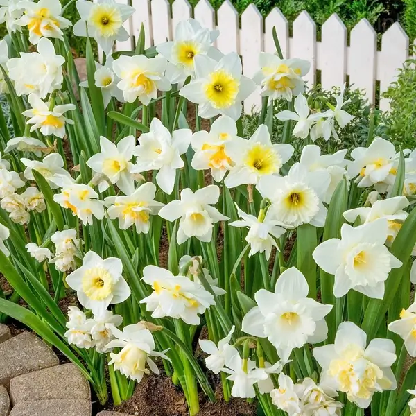 Daffodil Bulbs - View 5