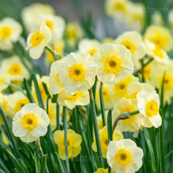 Daffodil Bulbs - View 3