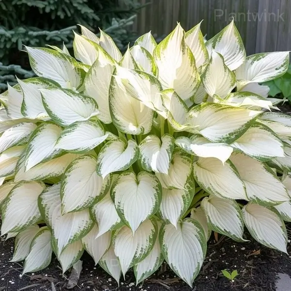 Ornamental Hosta Bulbs - View 7