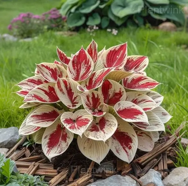 Ornamental Hosta Bulbs - View 3