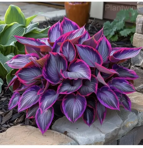 Ornamental Hosta Bulbs - View 6