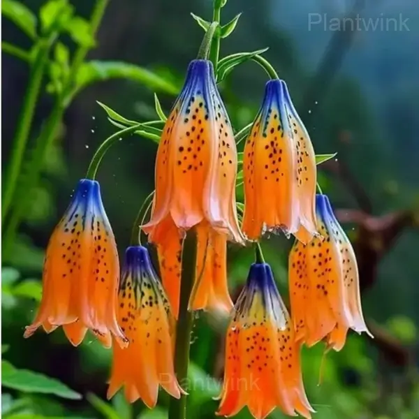 Bellflower Bulbs - View 3