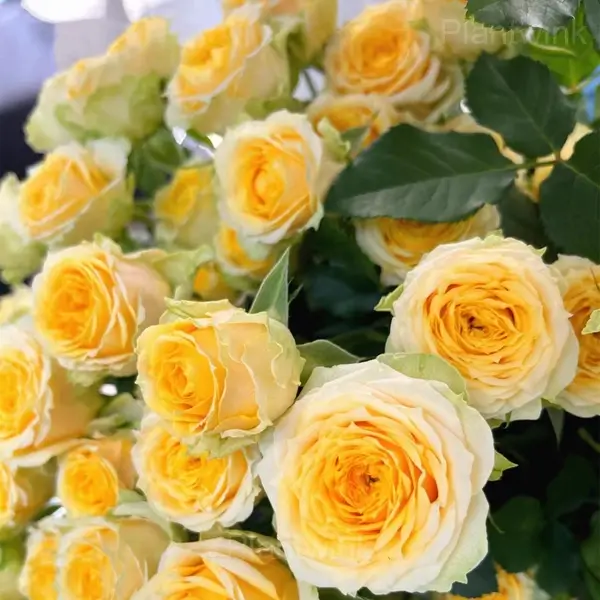 Romantic Climbing Rose Seeds - View 5