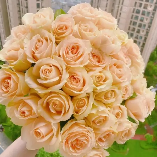 Romantic Climbing Rose Seeds - View 7