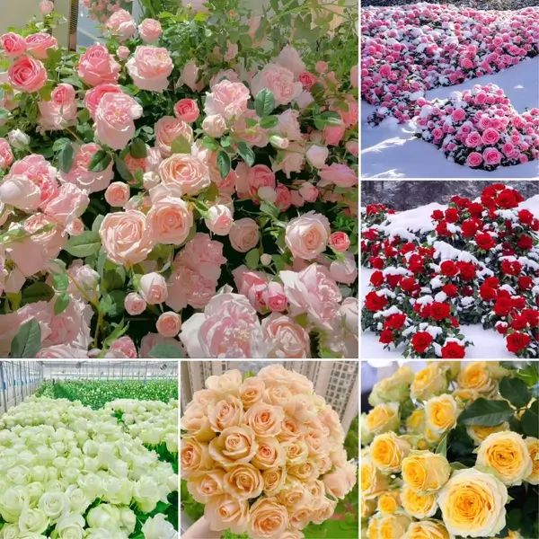 Romantic Climbing Rose Seeds - Main