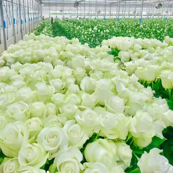 Romantic Climbing Rose Seeds - View 3
